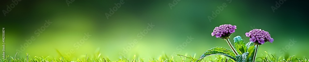 Verbena flower with an isolated soft green background Verbena flower with an isolated soft green background