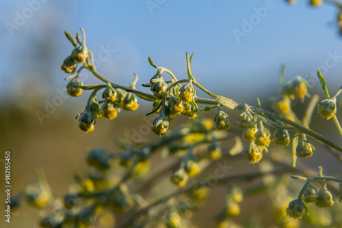 Fotografie Bitter wormwood Artemisia absinthium bush grows in the wild