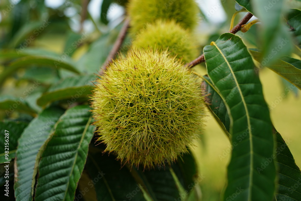 Chestnut tree with ripe fruits in autumn, close-up. Chestnut tree with ripe fruits in autumn, close-up.