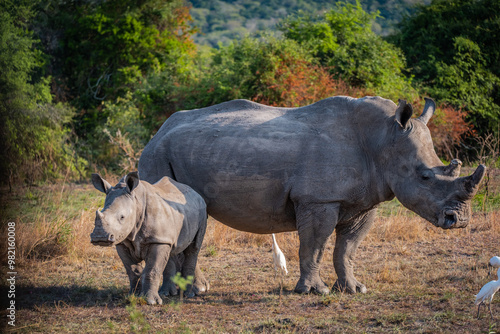 White Rhinoceros mother and calf in the bushes in Akagera National Park, Rwanda photo