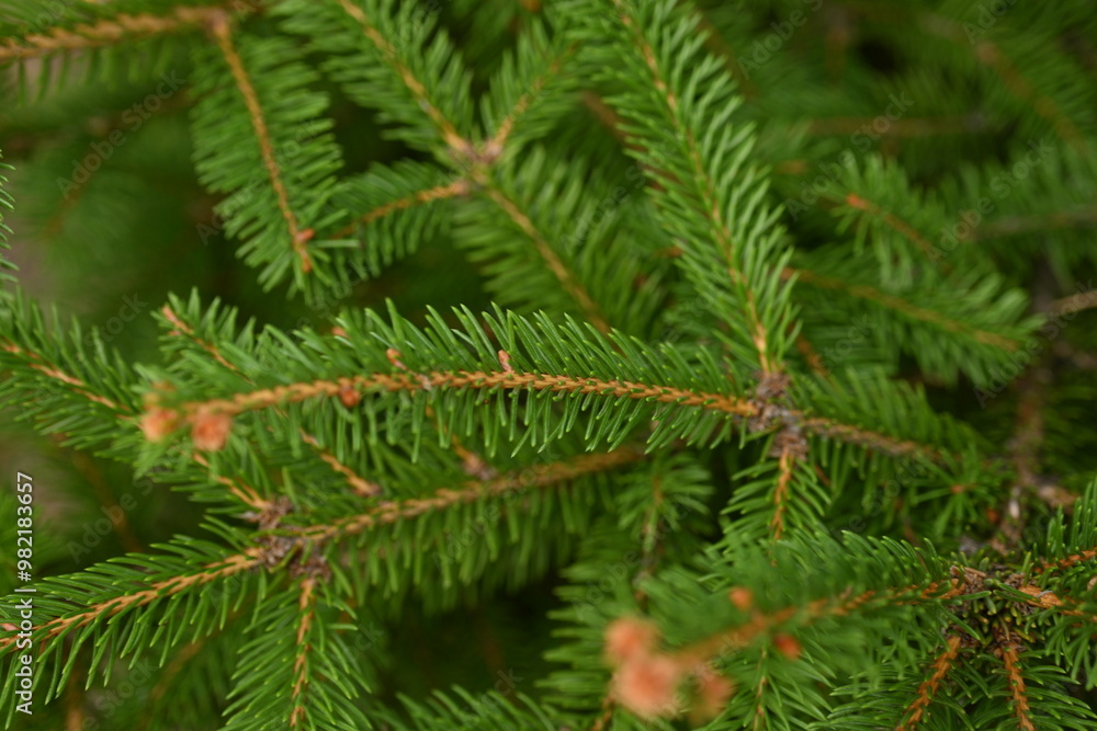 Christmas tree branches texture close up, Christmas concept, Christmas branch tree evergreen close up Christmas tree branches texture close up, Christmas concept, Christmas branch tree evergreen close up