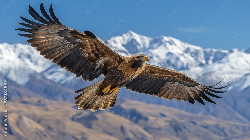 Fototapeta premium Majestic eagle soaring over snow-capped mountains.
