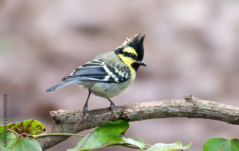 Fototapeta premium Himalayan Black-lored Tit - A strikingly-patterned tit with black-and-yellow face pattern and white-spotted wings. 