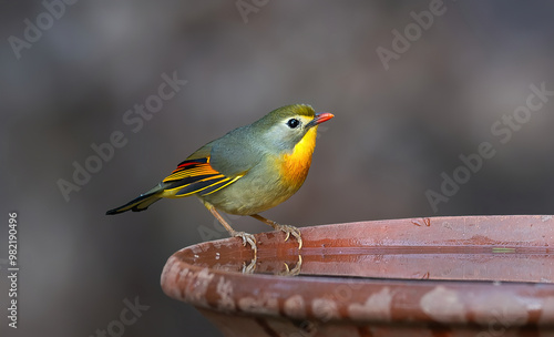 Red-billed Leiothrix - A plump, brightly colored babbler with yellow-orange breast and red bill of dense forest. photo