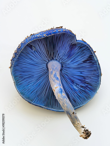 Side View of Blue Indigo Milk Cap Mushroom, Softly Lit with Gills and Shadow on White Backdrop photo