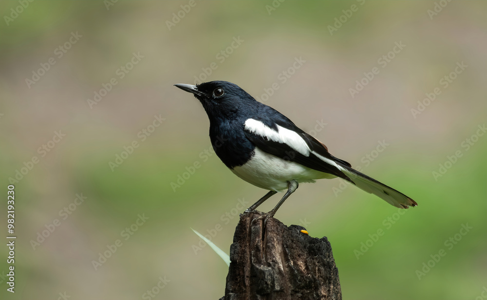 Oriental Magpie-Robin - A medium-sized robin with a broad white wingbar running from the shoulder to the tip of the wing. Oriental Magpie-Robin - A medium-sized robin with a broad white wingbar running from the shoulder to the tip of the wing.