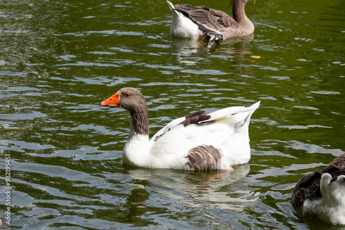 duck, bird, water, nature, wildlife, lake, animal, pond, swimming, wild, 