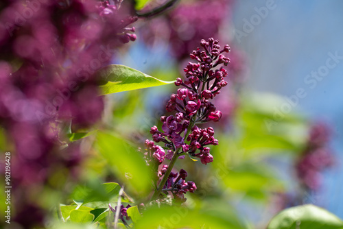 pink Flieder, Lilac blossom