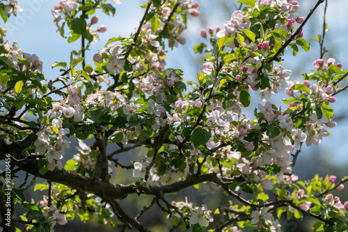 Apfelbaum Blüte, Apple tree blossom