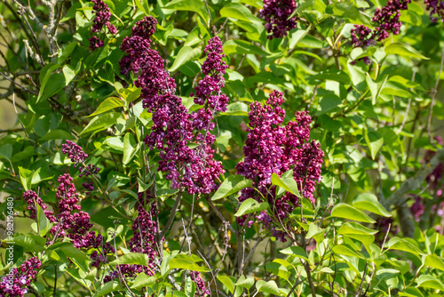 pink Flieder, Lilac blossom