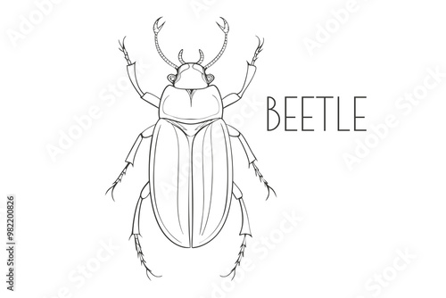 Wallpaper Mural Illustration of a Animal - Beetle, Insecta Torontodigital.ca