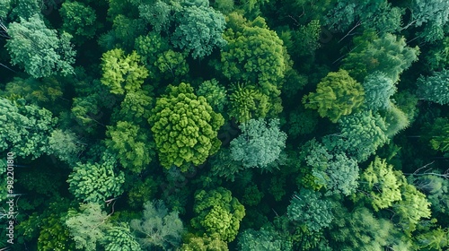 Diverse Lush Forest Canopy Providing Vital Ecosystem and Climate Benefits