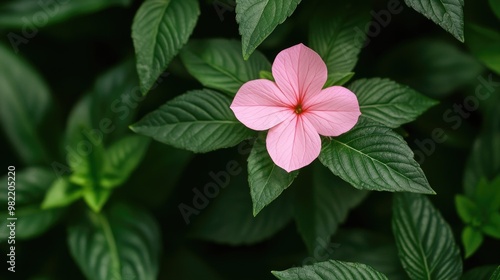 Wallpaper Mural Pink Flower with Green Leaves Torontodigital.ca