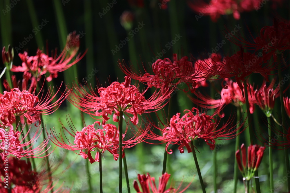 Spider-lily with a bewitching flowersJapanese atmosphere Spider-lily with a bewitching flowersJapanese atmosphere