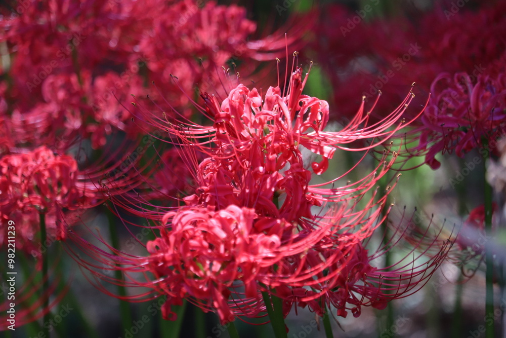 Spider-lily with a bewitching flowersJapanese atmosphere Spider-lily with a bewitching flowersJapanese atmosphere