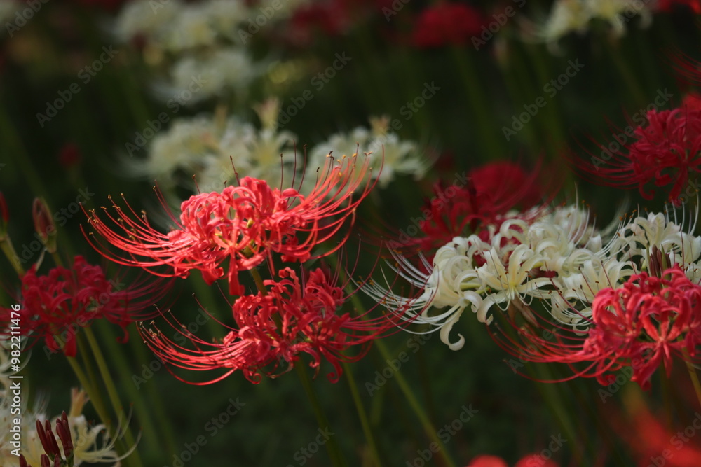 Spider-lily with a bewitching flowersJapanese atmosphere Spider-lily with a bewitching flowersJapanese atmosphere