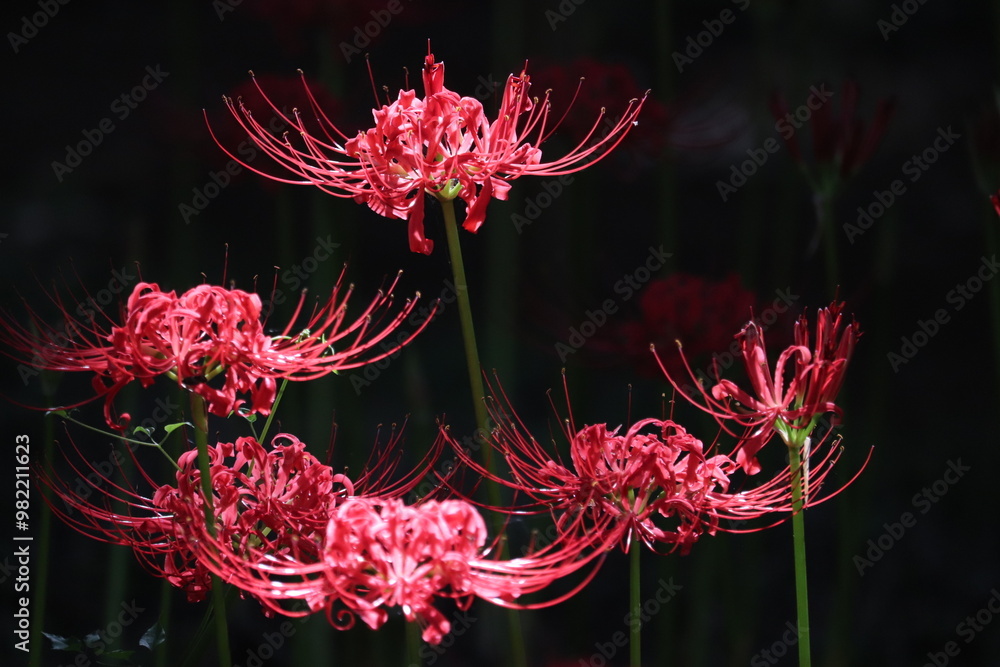 Spider-lily with a bewitching flowers Japanese atmosphere Spider-lily with a bewitching flowers Japanese atmosphere