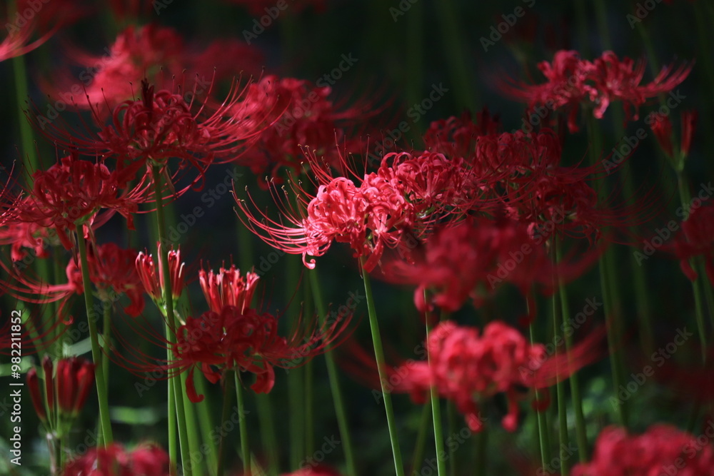 Spider-lily with a bewitching flowersJapanese atmosphere Spider-lily with a bewitching flowersJapanese atmosphere