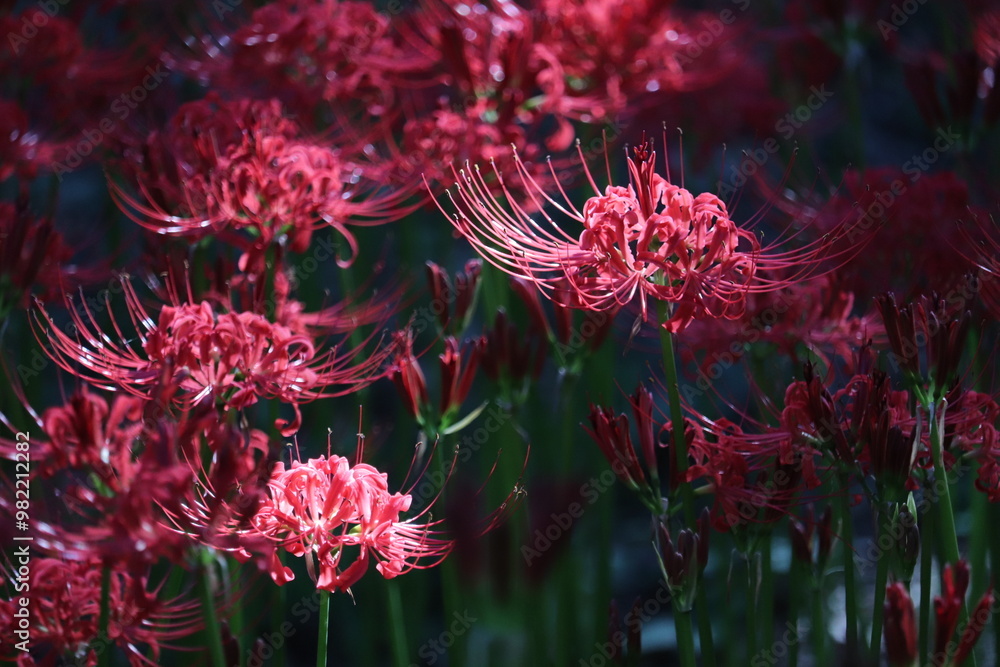 Spider-lily with a bewitching flowersJapanese atmosphere Spider-lily with a bewitching flowersJapanese atmosphere