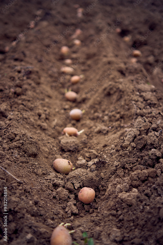 the process of planting potatoes using plows in rows the process of planting potatoes using plows in rows