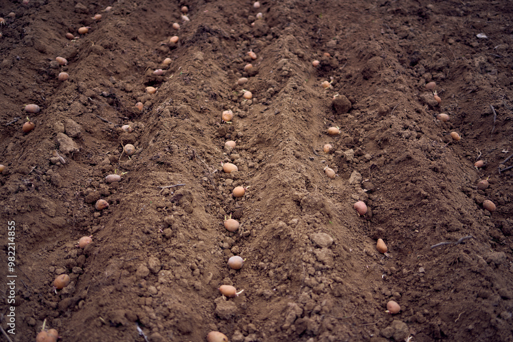 the process of planting potatoes using plows in rows the process of planting potatoes using plows in rows