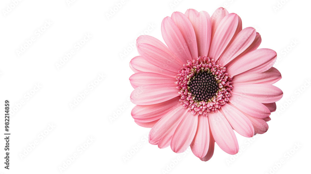 flower on a white transparent background flower on a white transparent background