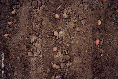 the process of planting potatoes using plows in rows