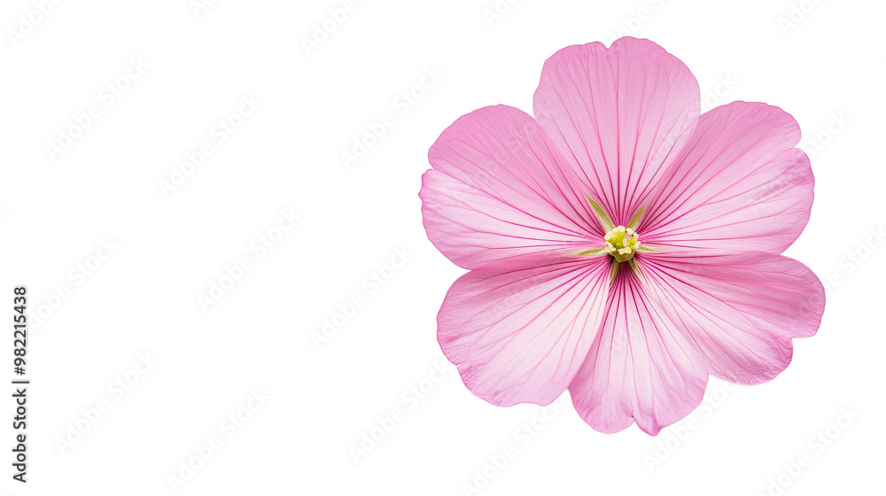 flower on a white transparent background flower on a white transparent background