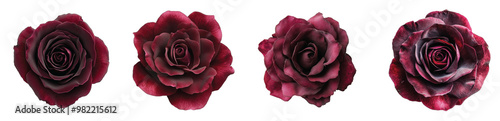 Beautiful dark roses in varying shades on a white background Transparent Background.