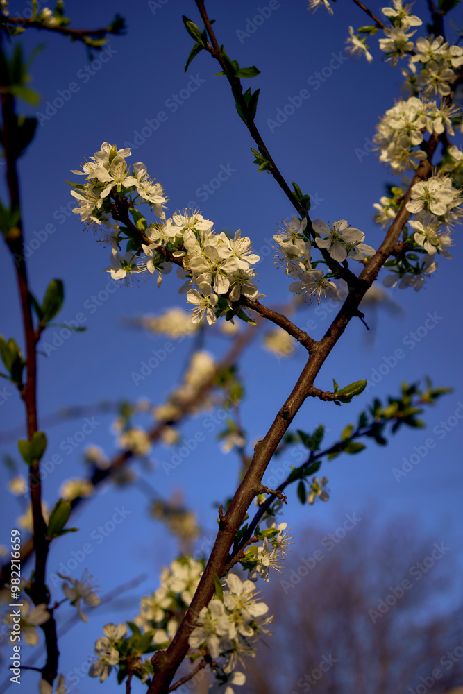sour cherry blossom on the background of the sky at dawn sour cherry blossom on the background of the sky at dawn