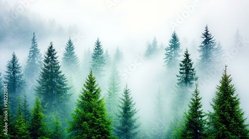 A serene forest enveloped in mist, showcasing tall evergreens and a tranquil atmosphere reflecting nature's beauty.