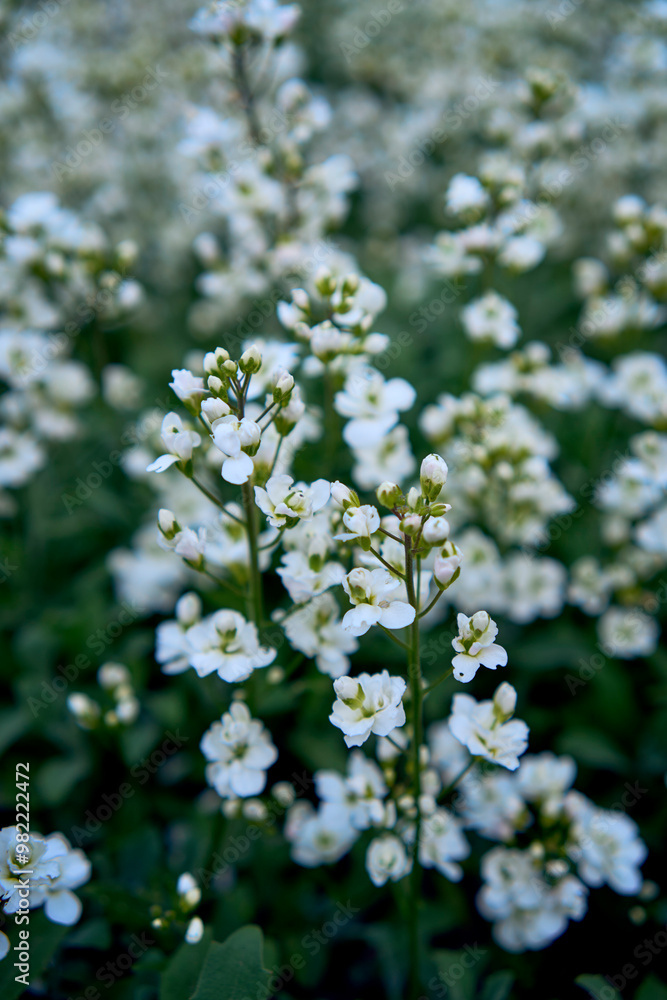 small white flowers creep on the ground, plant background small white flowers creep on the ground, plant background
