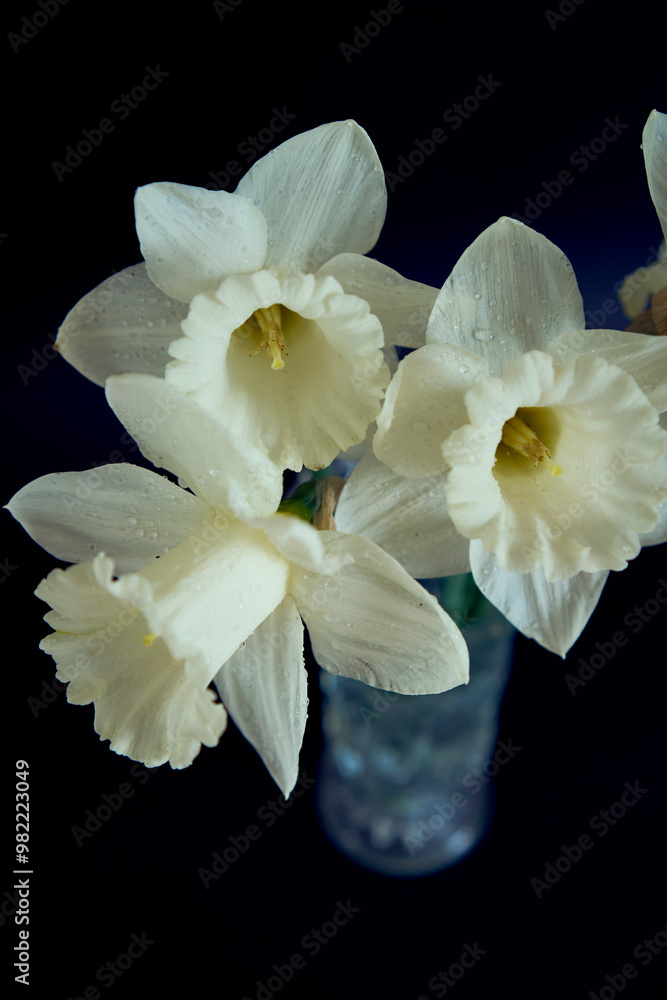 Fototapeta premium daffodils in a crystal vase on a black background