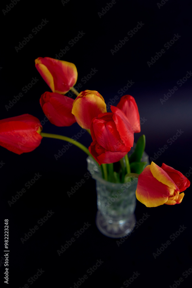 Obraz premium red and yellow tulips on a black background