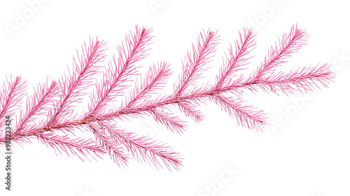 Pine twig on a white transparent background
