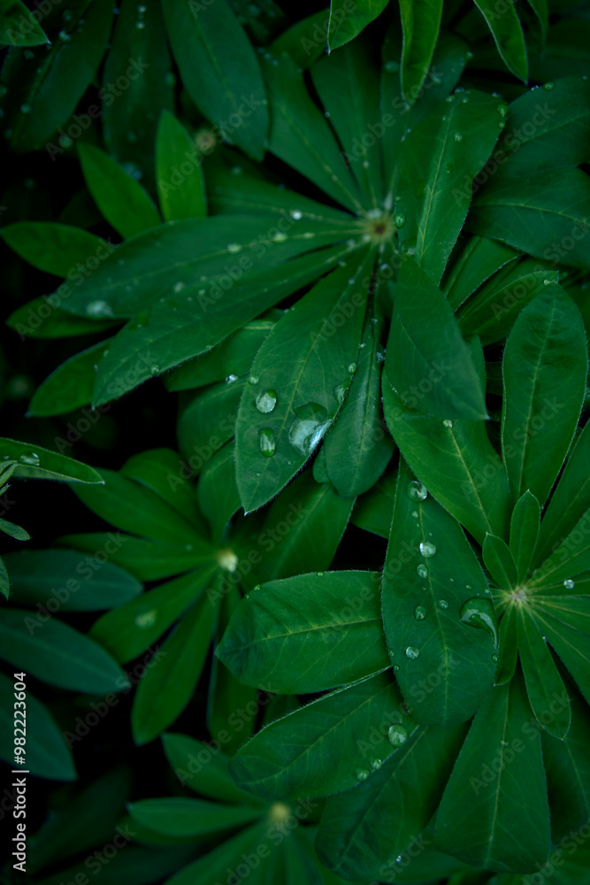 Fototapeta premium texture of lupine leaves in raindrops, smartphone background