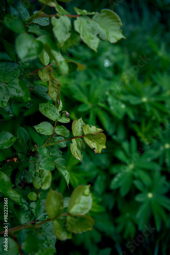 rose leaves with raindrops, smartphone background