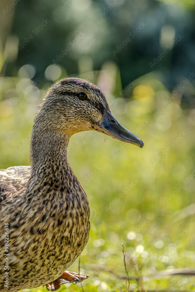 A female mallard duck walking next to a pond in Lithuania at a sunny day in summer. A female mallard duck walking next to a pond in Lithuania at a sunny day in summer.
