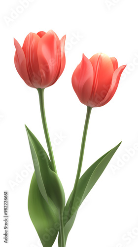 tulips flower isolated on transparent background