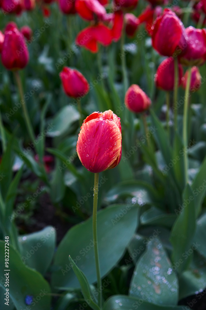 Fototapeta premium red wilting tulips covered with water drops after rain