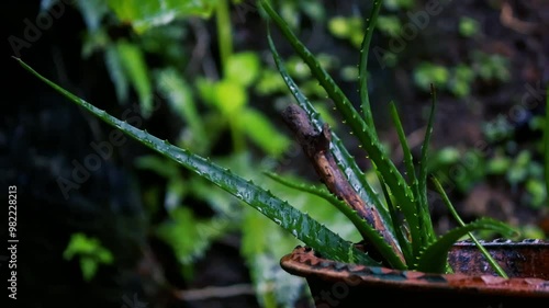 Rain in the flower garden. Rain drops on Aloe vera leaf, Water drops on leaves, soft rain