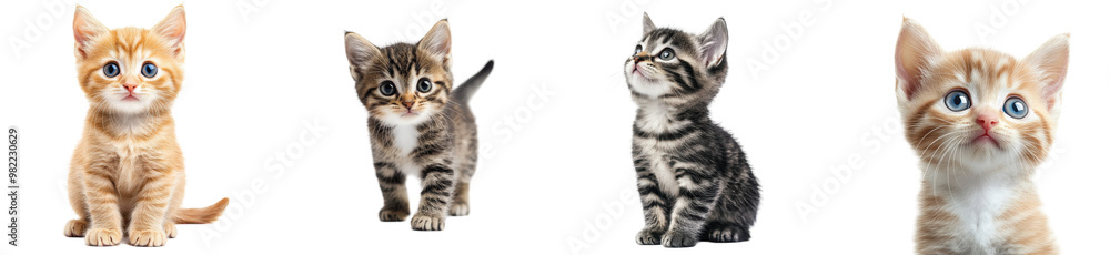 Adorable kittens sitting together on a bright background Transparent Background. Adorable kittens sitting together on a bright background Transparent Background.