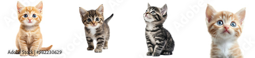 Adorable kittens sitting together on a bright background Transparent Background.
