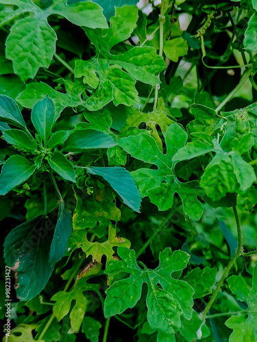 Lush Green Bitter Melon Foliage.