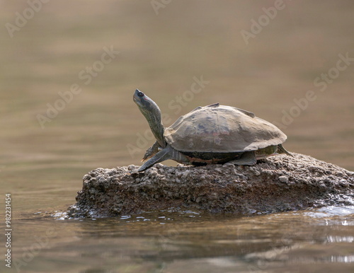 Turtle basking on the banks of chambal River, Rajasthan, India photo