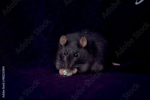 a fat berkshire standard rat eats popcorn