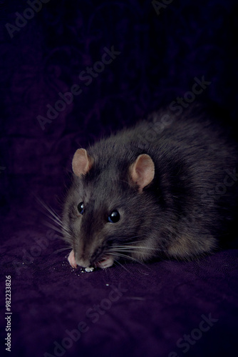 a fat berkshire standard rat eats popcorn photo