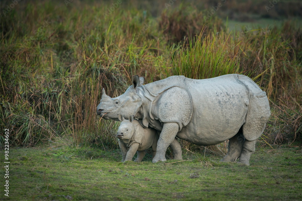 Fototapeta premium Rhino mother and calf, Kaziranga National Park, Assam, india