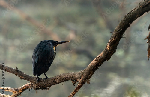 Black Bittern, Ixobrychus flavicollis, Bharatpur, Rajasthan, India photo