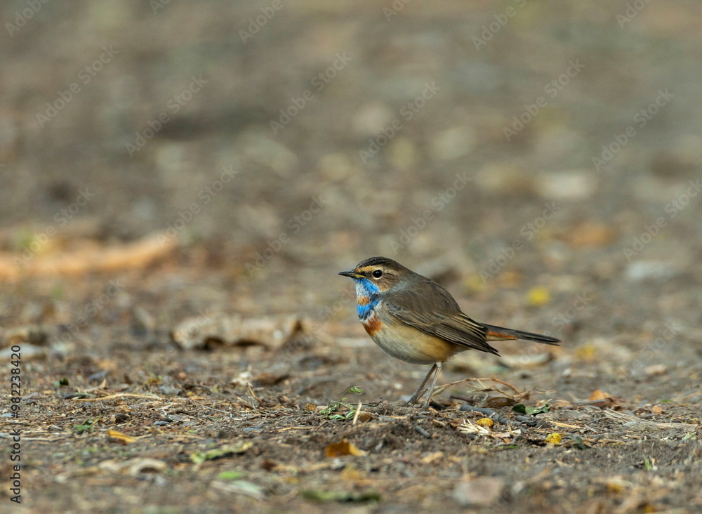 Bluethroat, Luscinia svecica, Bharatpur, Rajasthan, India Bluethroat, Luscinia svecica, Bharatpur, Rajasthan, India